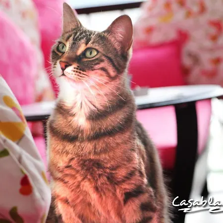 卡萨布兰卡酒店 酒店 3*