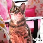 Casablanca فندق 3*
